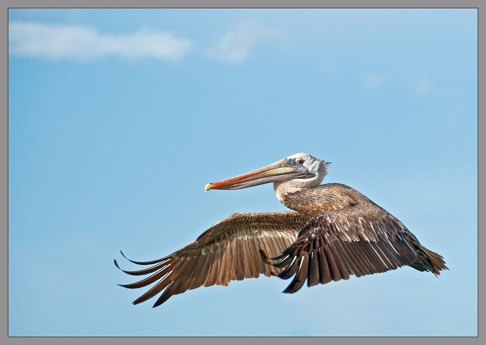 Pelecanus occidentalis