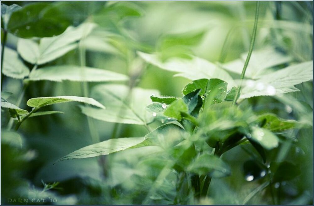 Lullaby of meadow