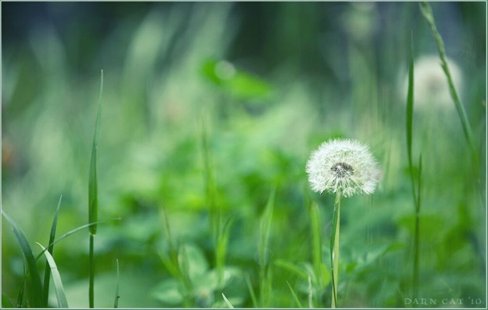 Lullaby of meadow