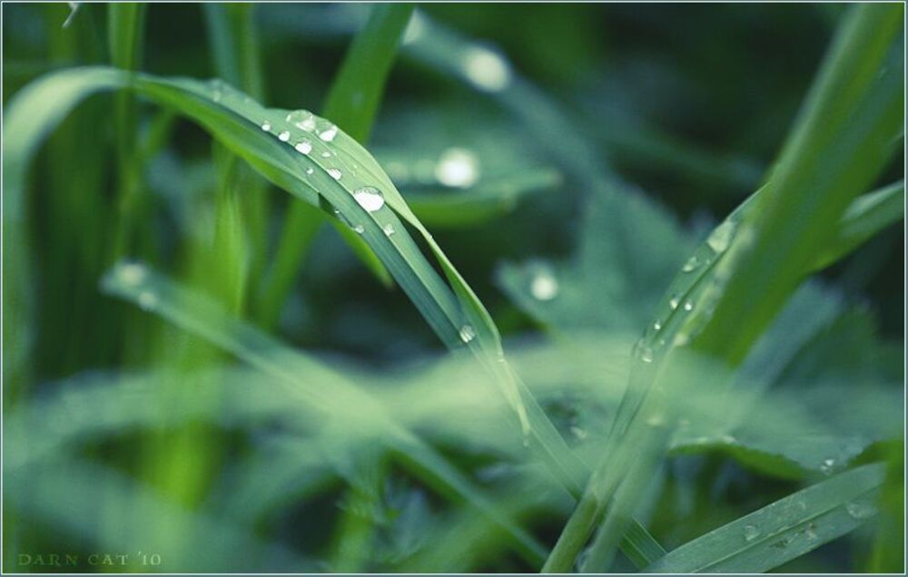 Lullaby of meadow