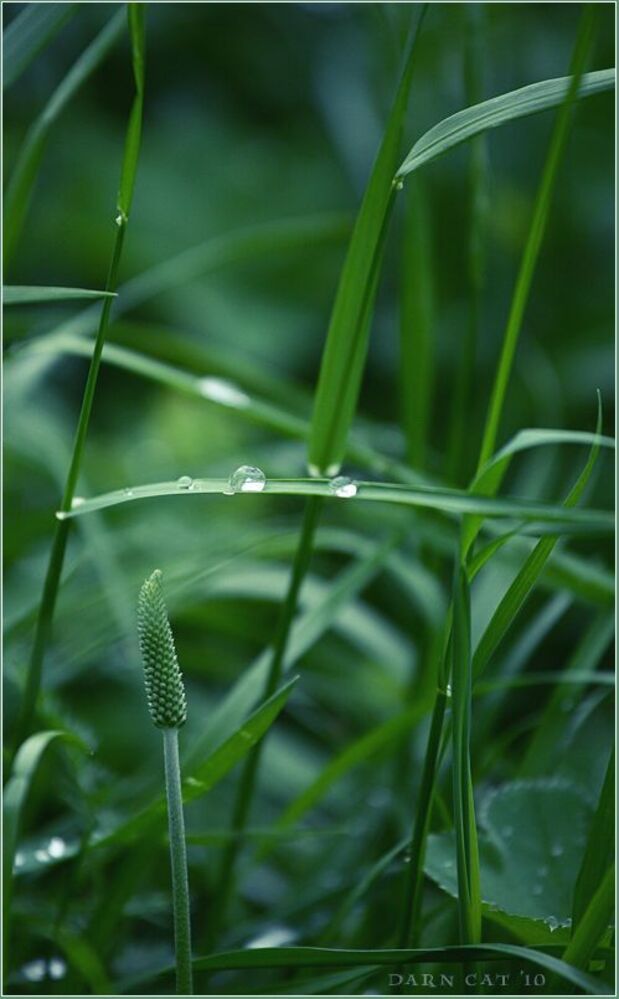 Lullaby of meadow