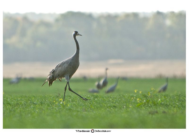 Серый Журавль (Grus Grus лат.)
Описание

Крупная птица, высота ок. 115 см, размах крыльев 180&mdash;200 см; вес самца 5.1-6 кг, самки 4.5-5.9 кг. Оперение большей части тела синевато-серое, что позволяет птице маскироваться от врагов среди лесистой местности. Спина и гузка несколько темнее, а крылья и брюхо более светлые. Окончания крыльев чёрные. Передняя часть головы, подбородок, верхняя часть шеи и уздечка чёрные либо тёмно-серые. Затылок синевато-серый. По бокам головы имеется белая широкая полоса, начинающаяся под глазами и далее уходящая вниз вдоль шеи. На темени перья почти отсутствуют, а участок голой кожи выглядит красной шапочкой. Клюв светлый. Ноги чёрные. У молодых журавлей перья на голове и шее серые с рыжими окончаниями.