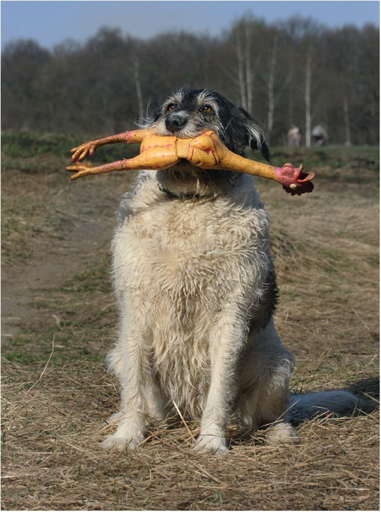Гордость