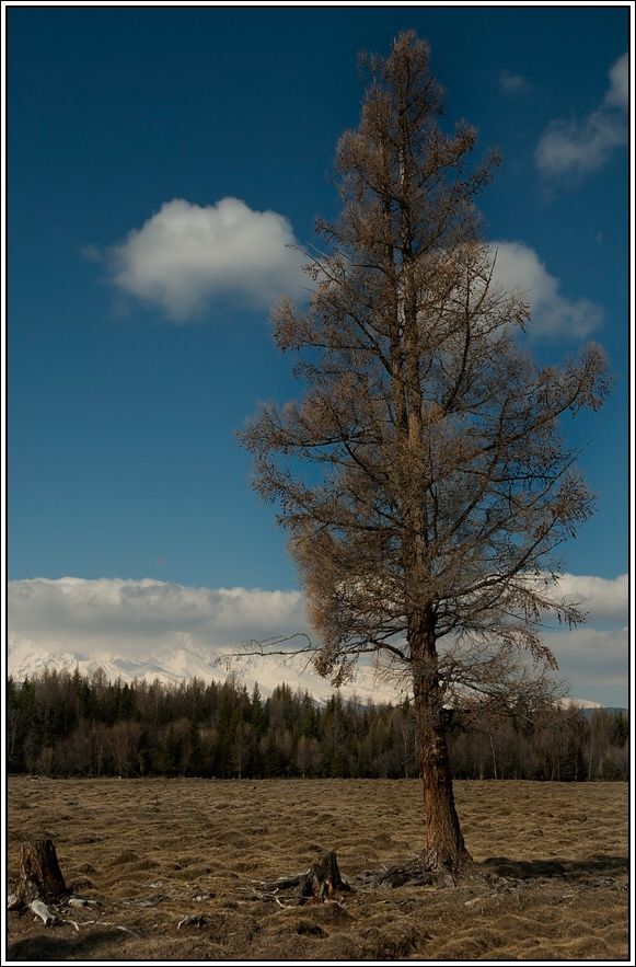 Курайская степь