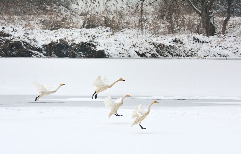 Daily Swan