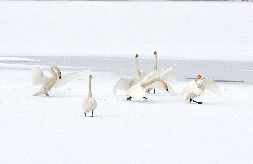 Daily Swan