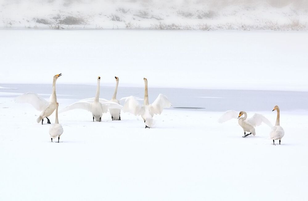 Daily Swan