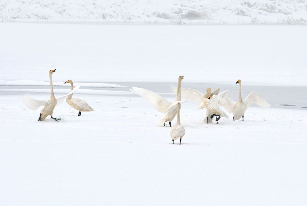 Daily Swan