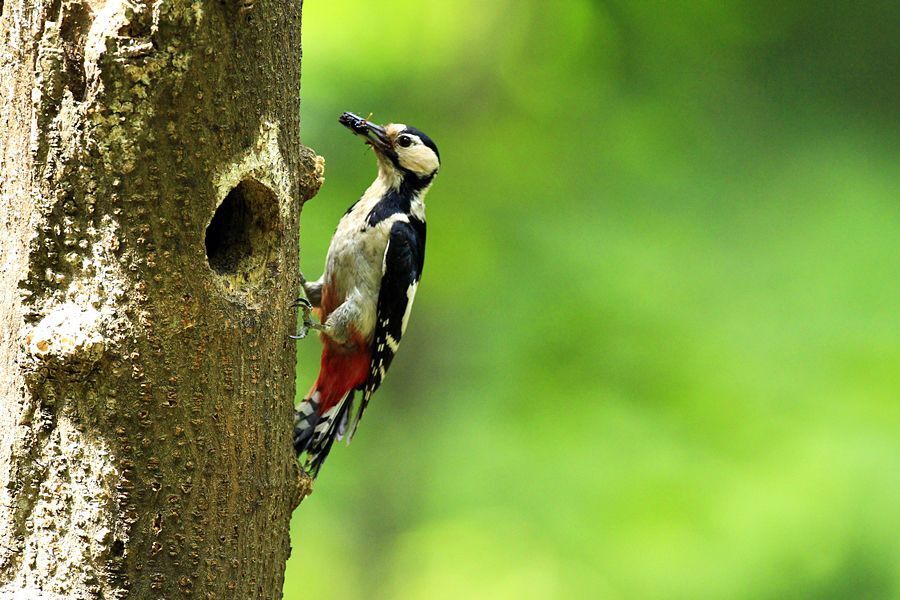 Autumnal woodpecker's brooding