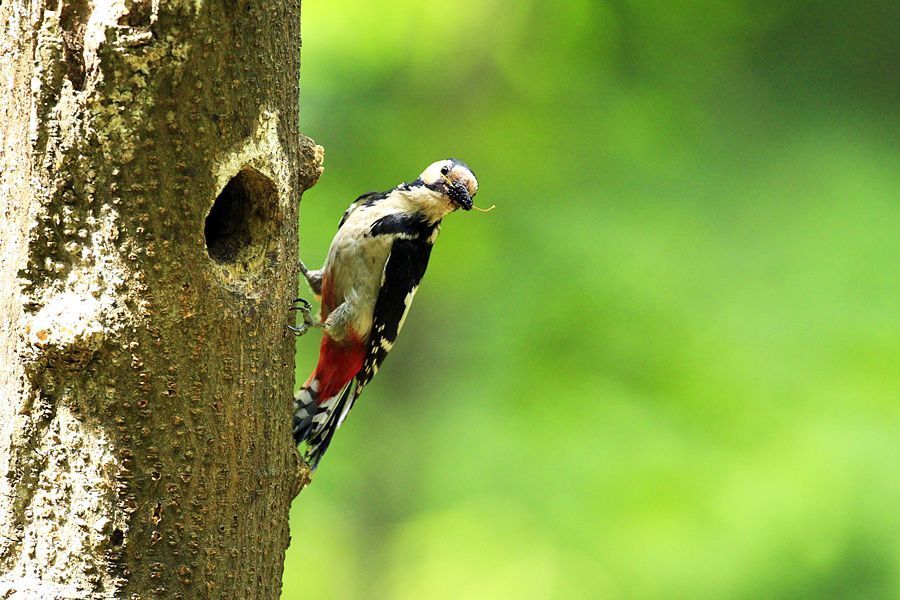 Autumnal woodpecker's brooding