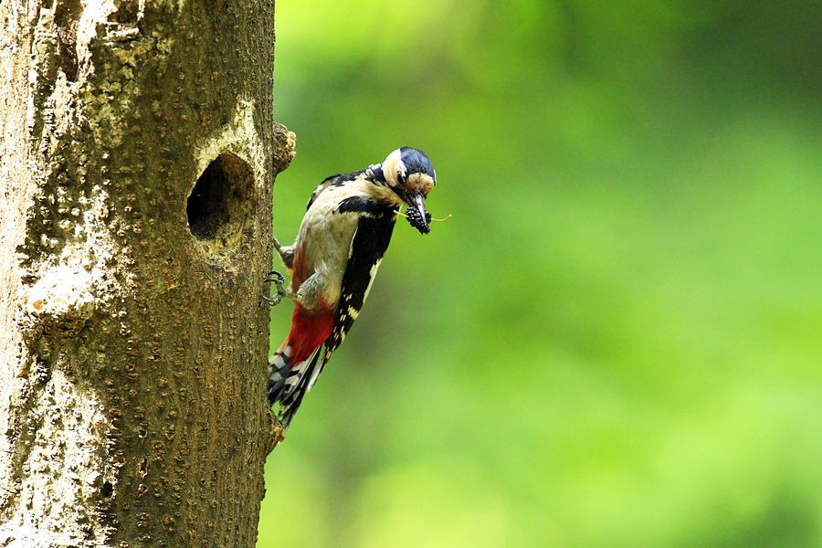 Autumnal woodpecker's brooding