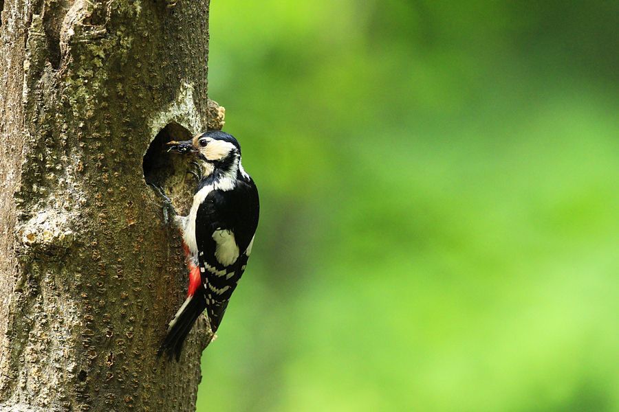 Autumnal woodpecker's brooding