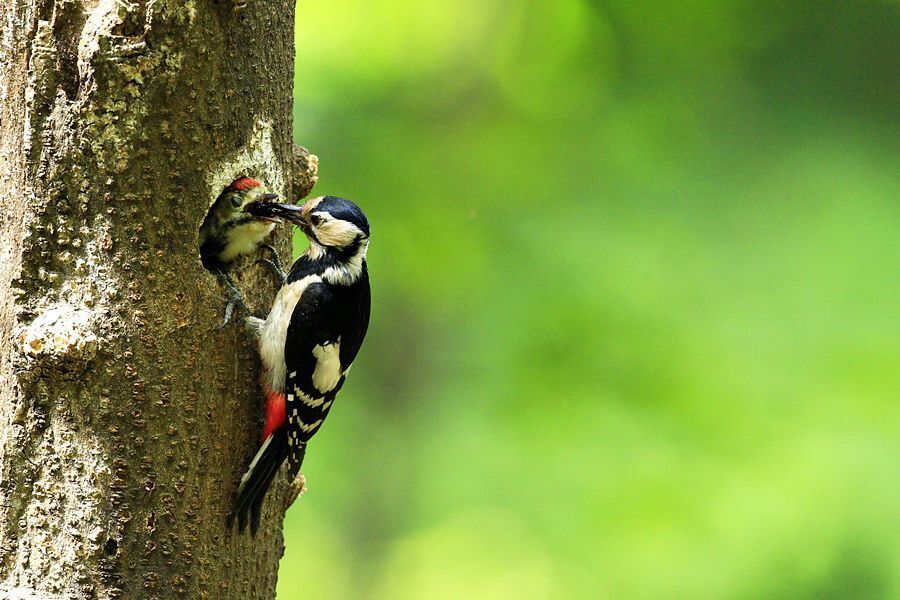 Autumnal woodpecker's brooding