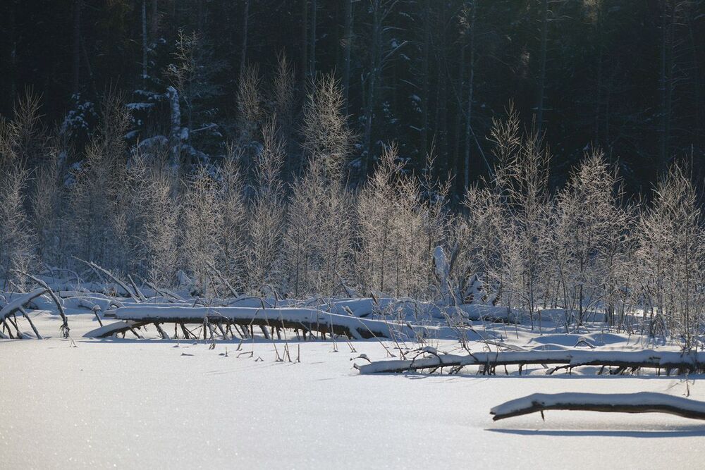 Кружево на чёрном