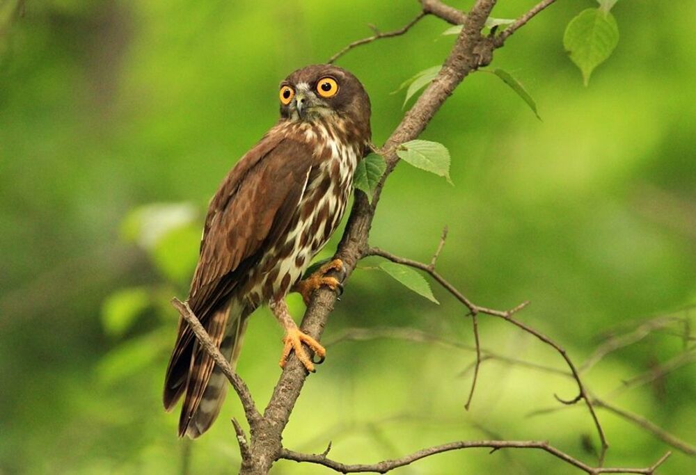 A brown hawk-owl