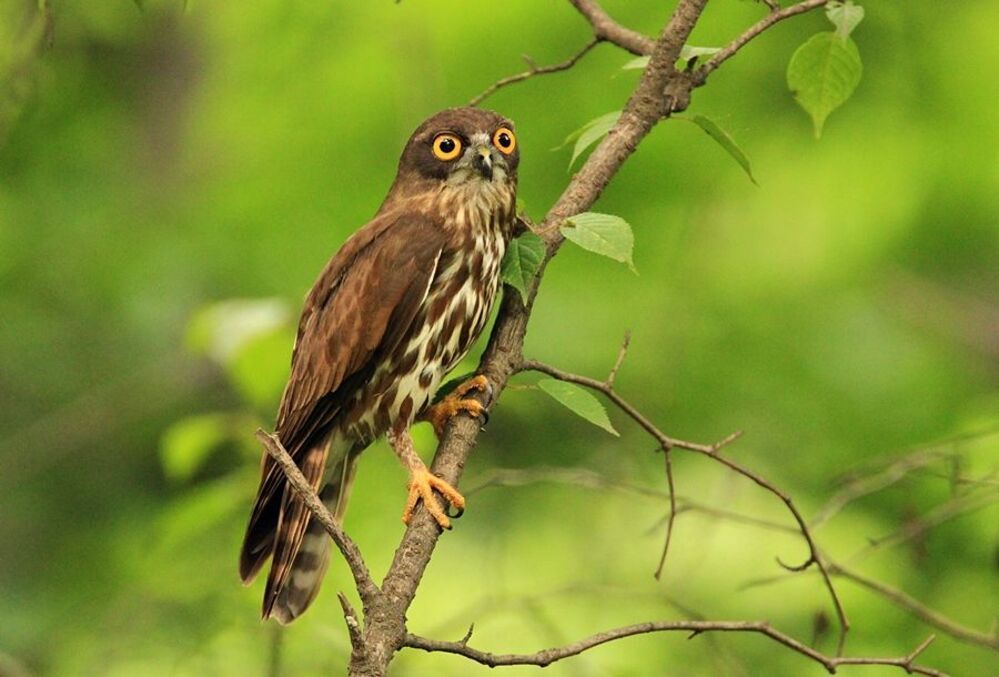 A brown hawk-owl