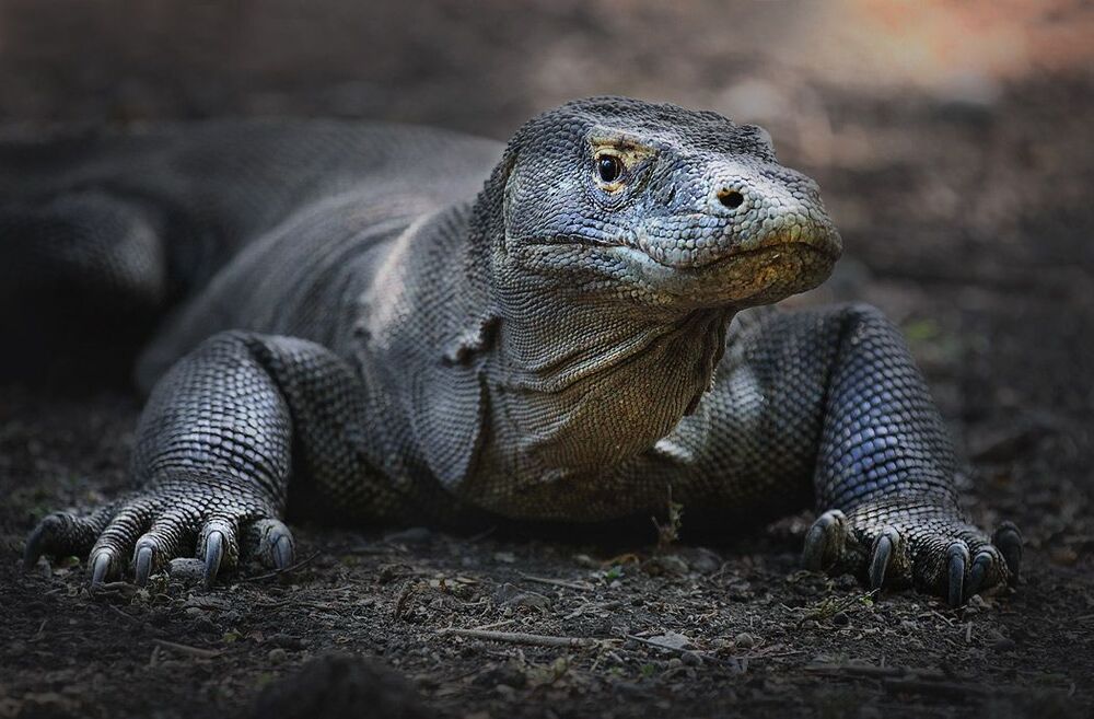 Дракон с острова Комодо (лат. Varanus komodoensis), он же комодский варан, он же гигантский индонезийский варан &ndash; это ящерица, обладающая самыми внушительными габаритами в мире.