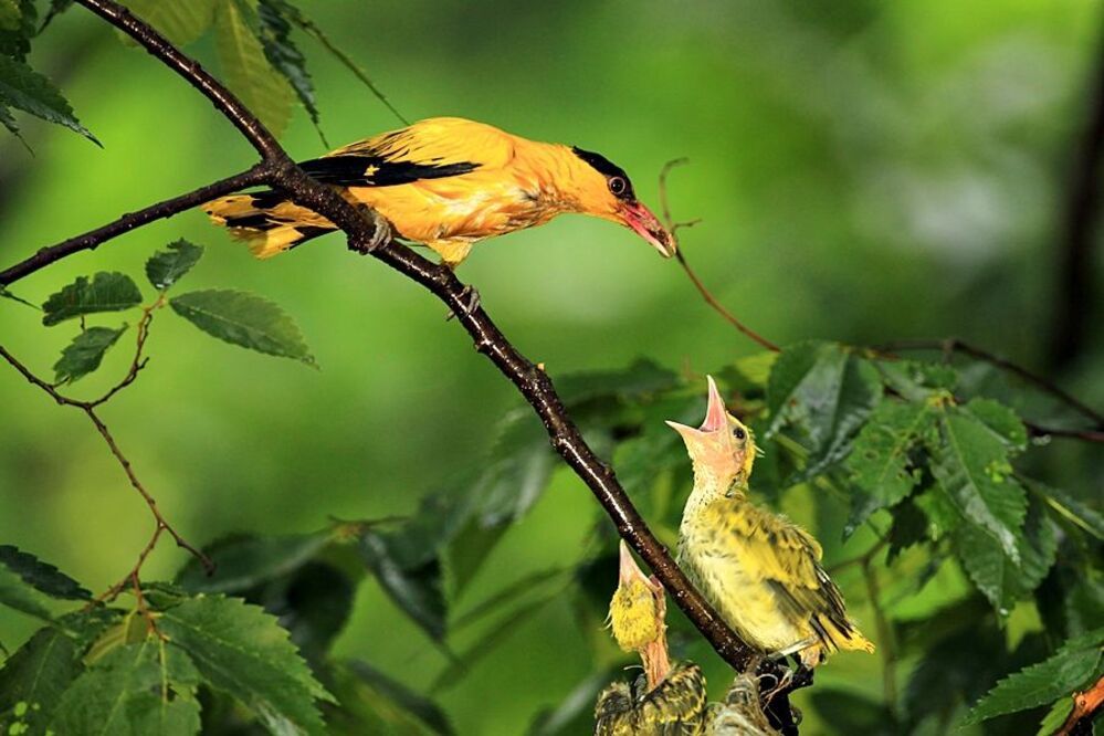 Mother's longing and brooding