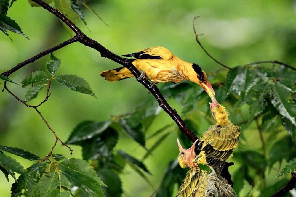 Mother's longing and brooding