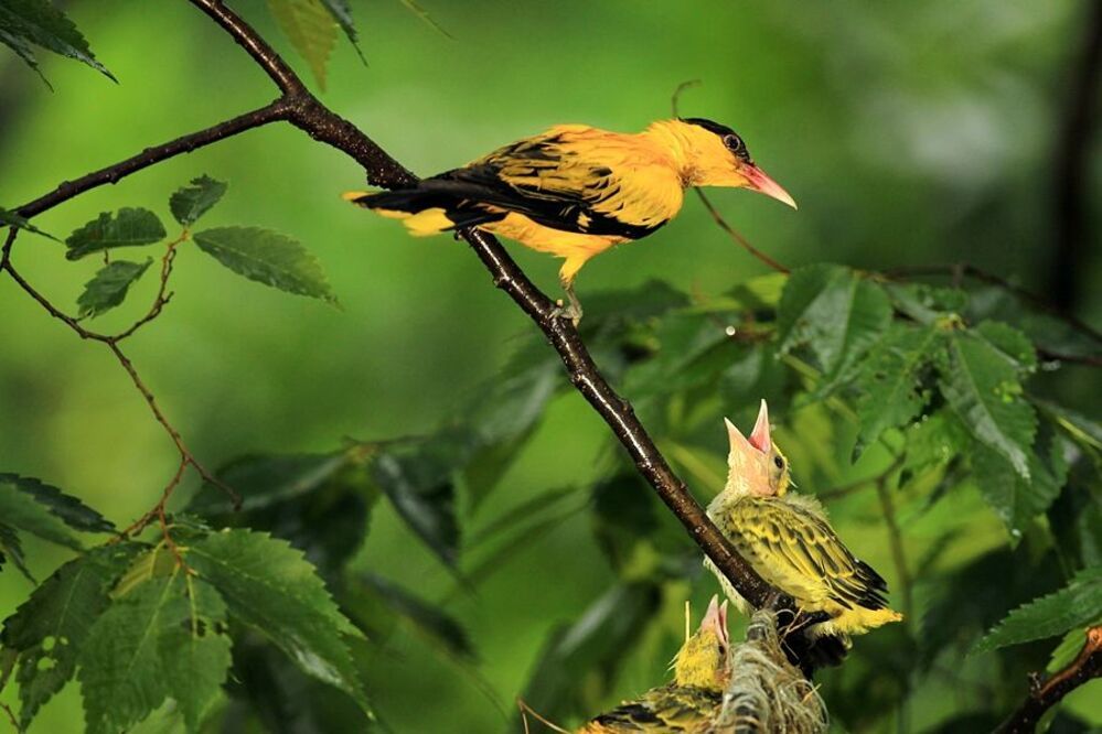 Mother's longing and brooding