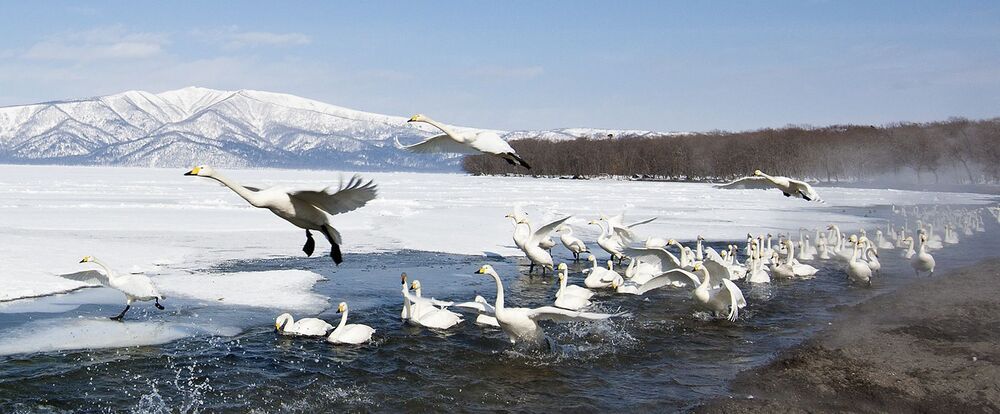 FLY SWAN FLY