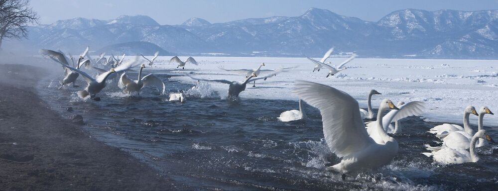 FLY SWAN FLY