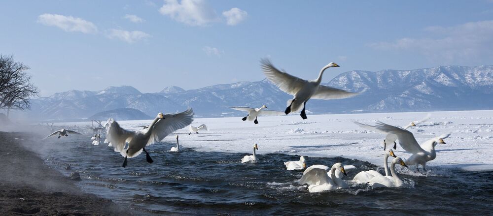 FLY SWAN FLY