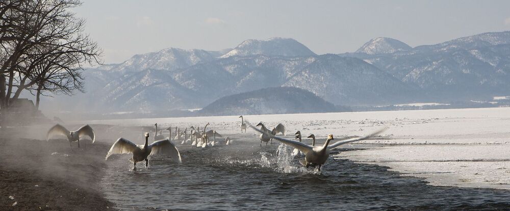 FLY SWAN FLY