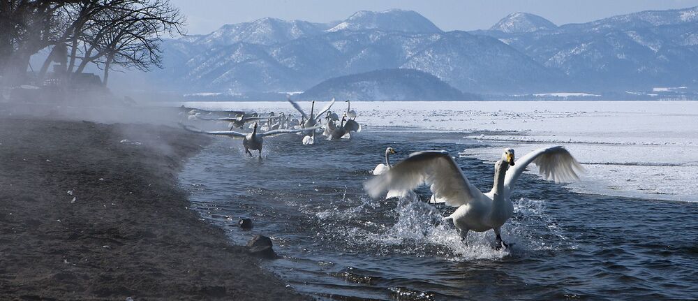 FLY SWAN FLY