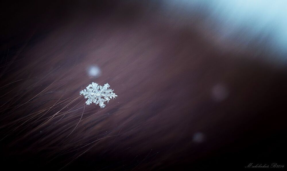 Photo 501551