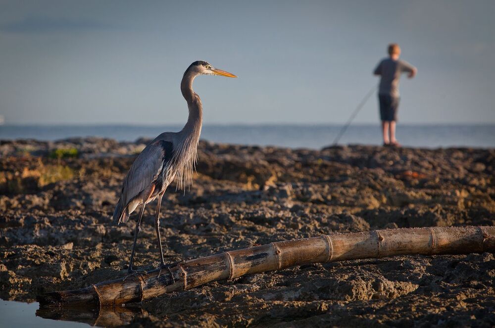 Большая голубая цапля (лат. Ardea herodias)