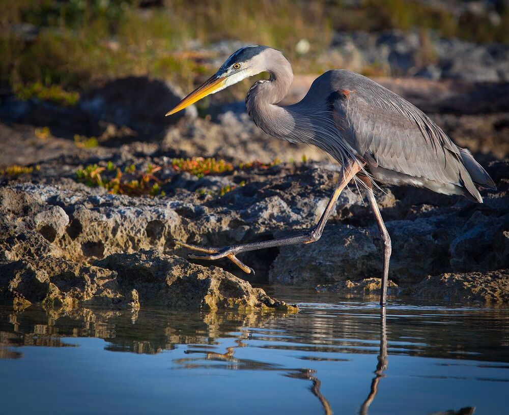 Большая голубая цапля (лат. Ardea herodias)