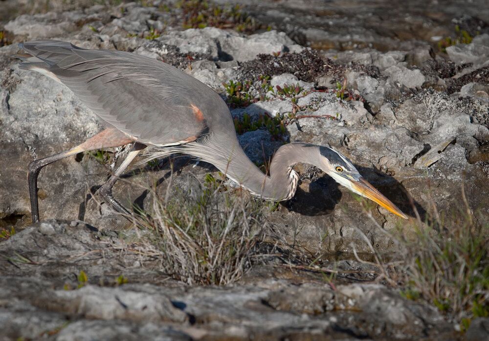 Большая голубая цапля (лат. Ardea herodias)