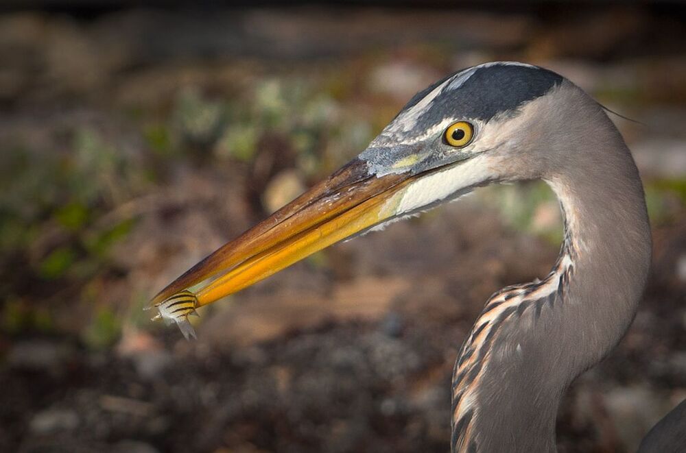 Большая голубая цапля (лат. Ardea herodias)