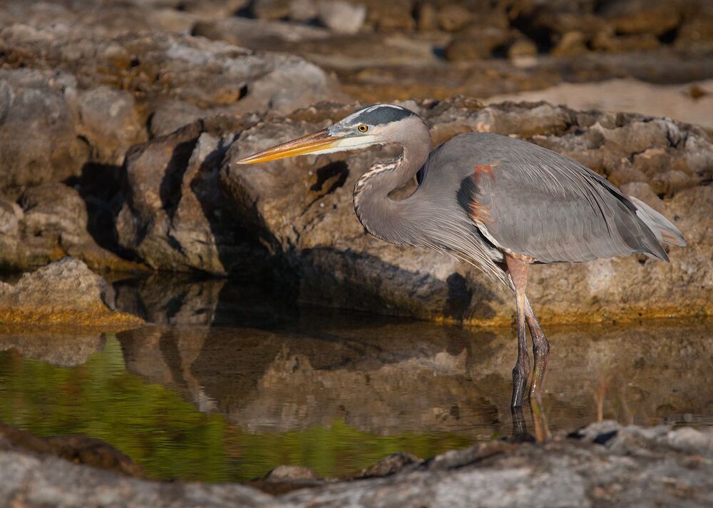 Большая голубая цапля (лат. Ardea herodias)