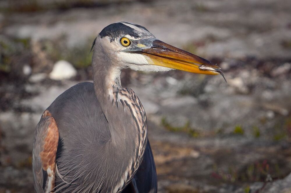 Большая голубая цапля (лат. Ardea herodias)