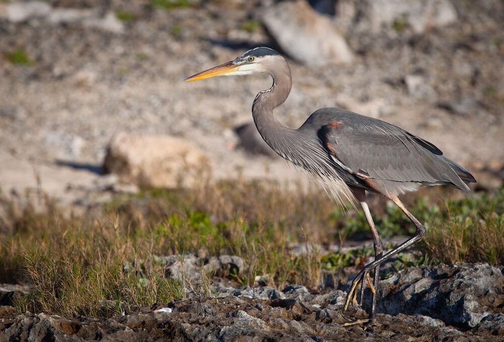 Большая голубая цапля (лат. Ardea herodias)