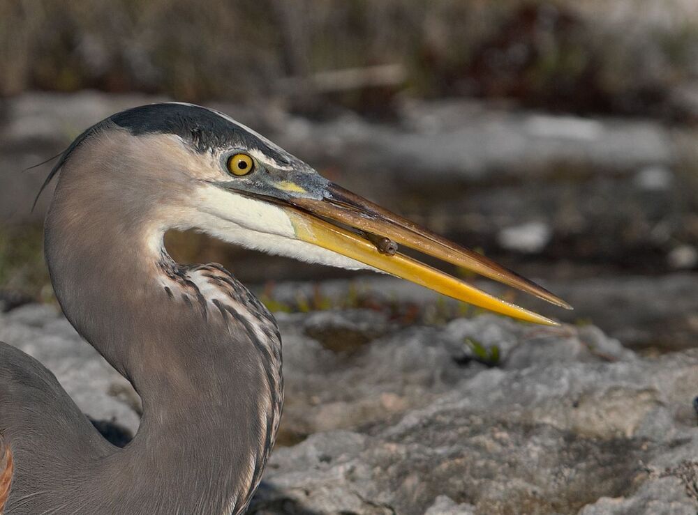 Большая голубая цапля (лат. Ardea herodias)