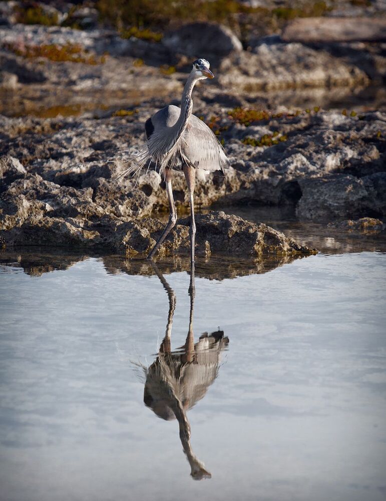 Большая голубая цапля (лат. Ardea herodias)