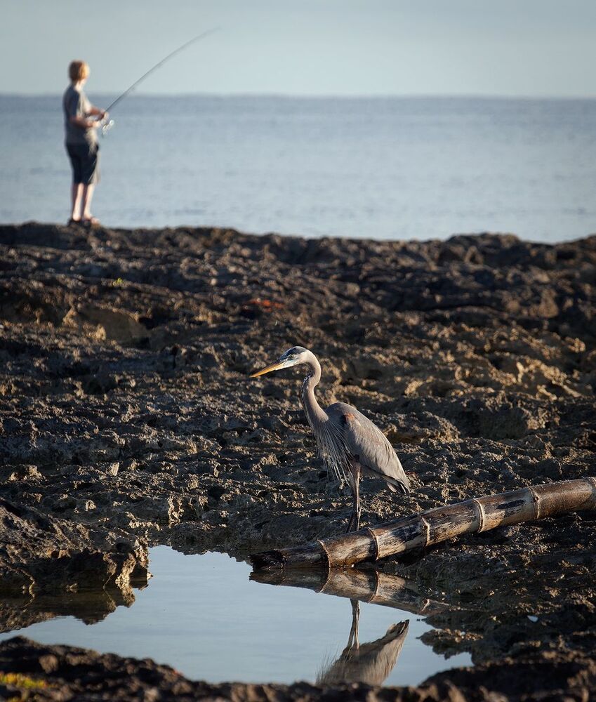Большая голубая цапля (лат. Ardea herodias)