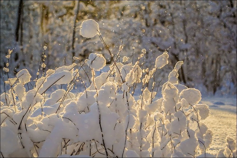 Лучик солнца в зимнем царстве)