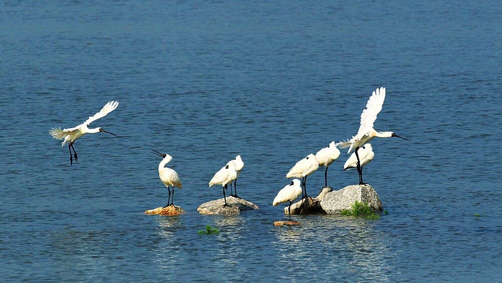 A blackfaced  spoonbill