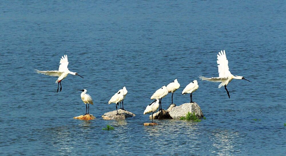 A blackfaced  spoonbill