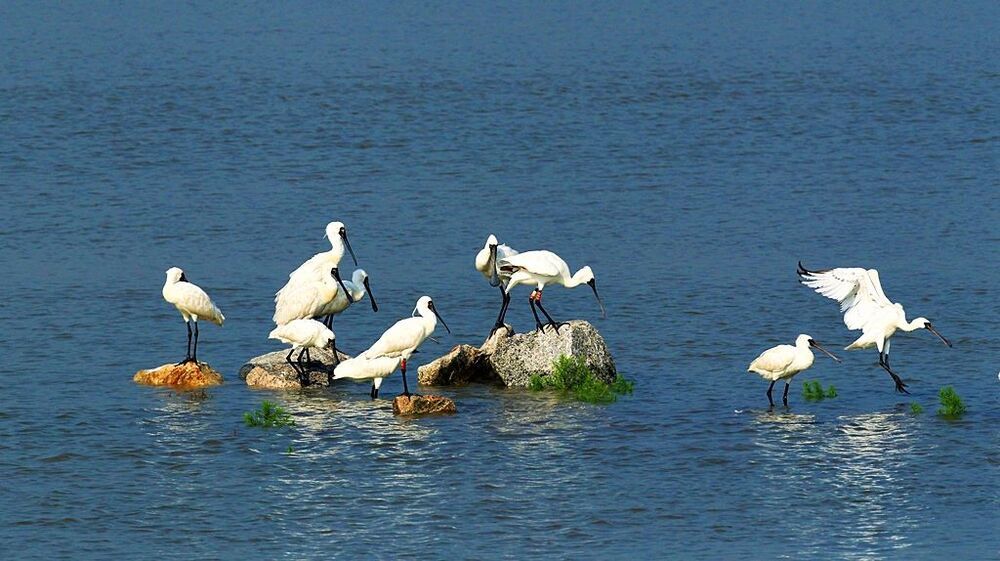 A blackfaced  spoonbill