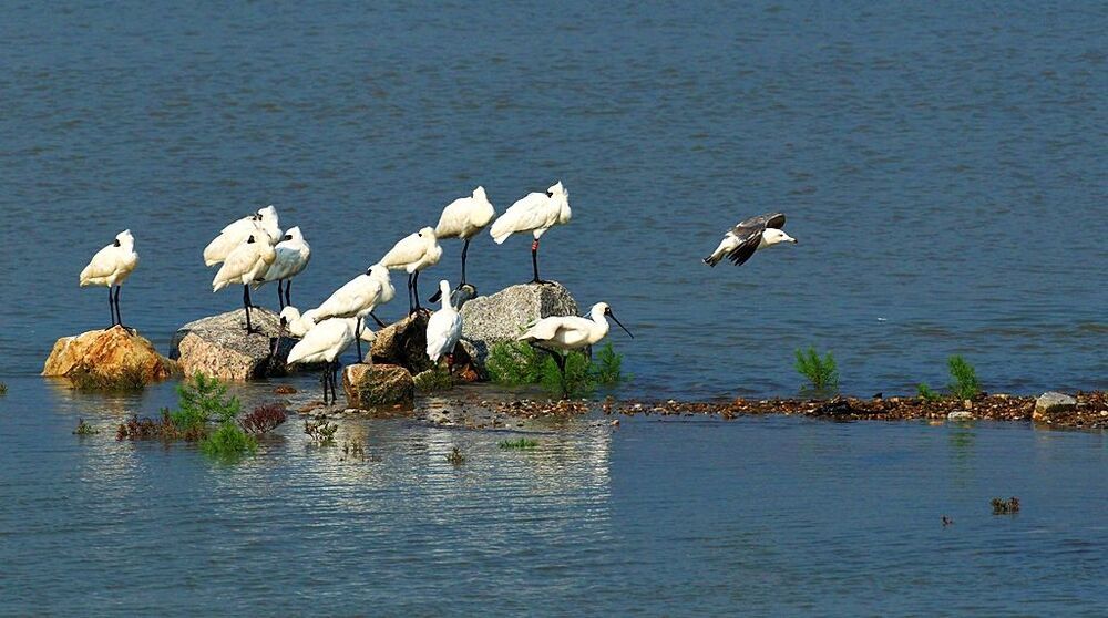 A blackfaced  spoonbill