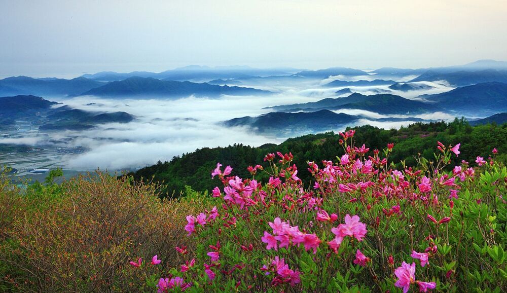 A royal azalea blossom