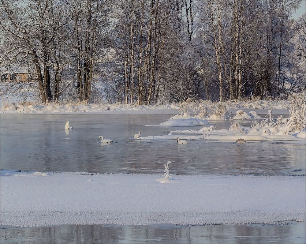 Лебединая река)