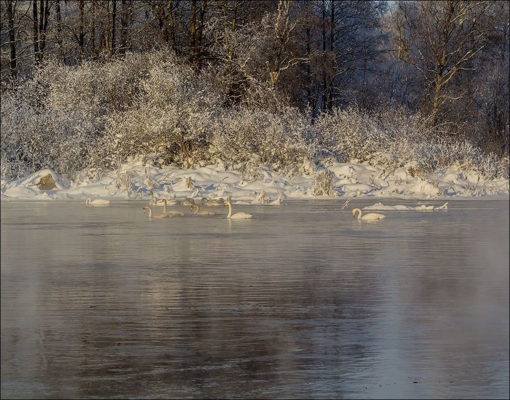 Лебединая река)