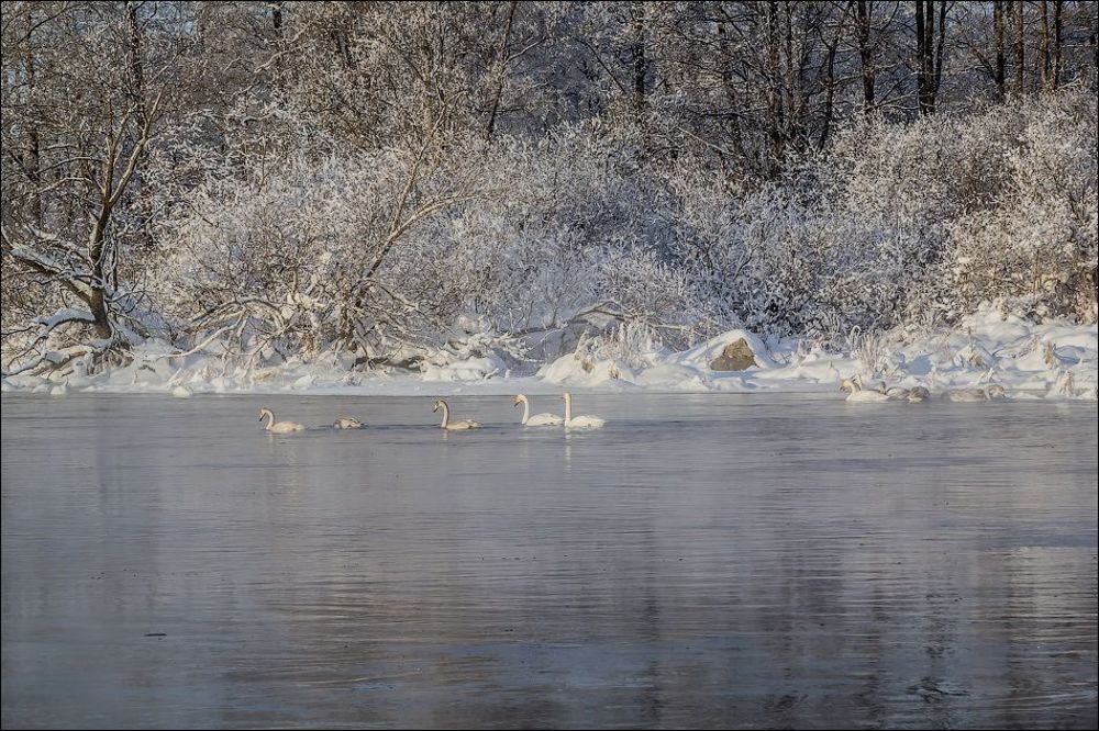 Лебединая река)