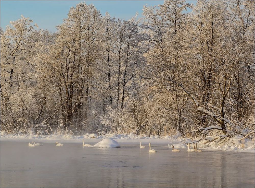 Лебединая река)